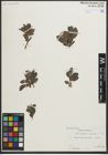 Foto von Salix myrsinites L. x Salix nigricans Sm.